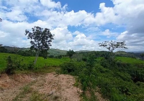 Imagen 27 de 30 de Vendo Finca En Tocuyito Vía Cachinche ( Dt )
