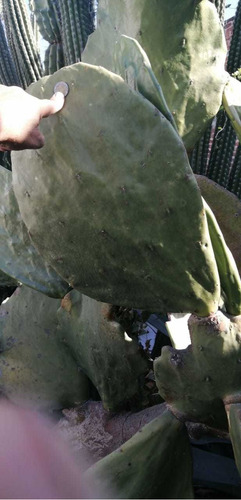 Penca De Nopal Gigante Decorativo Opuntia Undulata 40-70 Cm
