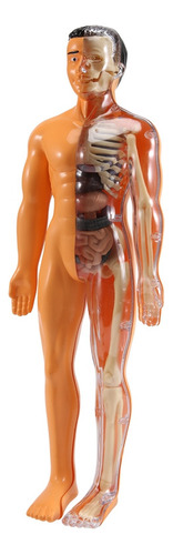 Modelo De Anatomía Del Cuerpo Humano En 3d Para Niños, De Pl