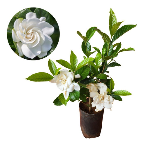Planta De Jasmim Gardenia 35 Cm | Parcelamento sem juros