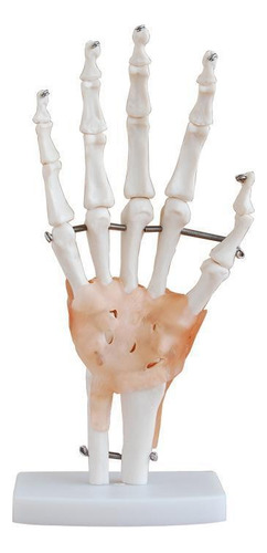 Articulação Da Mão Com Ligamentos