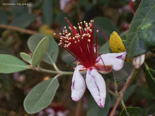 Guayabo Nativo - Feijoa Sellowiana - Frutal Nativo