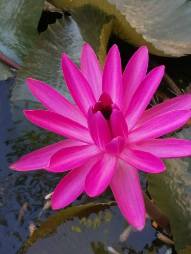 Bulbo Nenúfar Flor De Loto Rosa Fiusha 