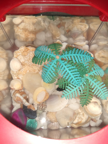 Peixe Beta + Kit Completo Com Aquário Usado