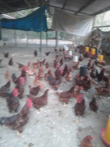 Te Vendo Excelente Granja De Pollo Está En Haina