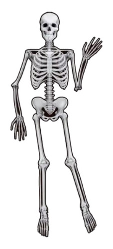 Caveira Esqueleto Articulado Halloween Decoração