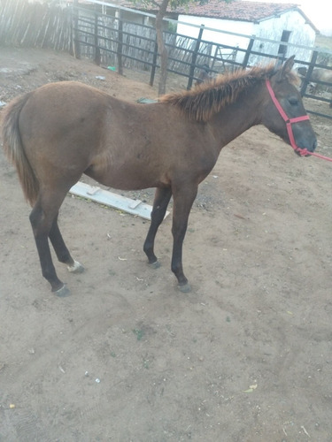 Imagem 4 de 5 de Cavalo,potro