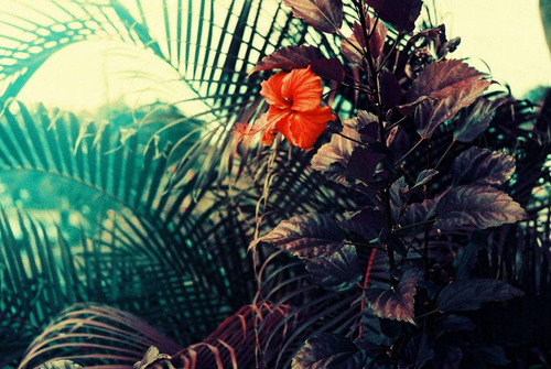 Lomochrome Purple 35 Mm Iso 100-400