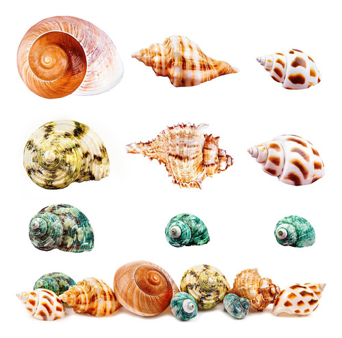 Conchas De Cangrejo Ermitaño, Conchas Marinas Turbo De Medio