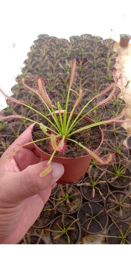 Cephalotus, Nepentes Rebecca Y Capensis Red Mas Nutrientes