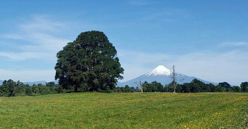 Parcelas En Frutillar, Bosque Y Praderas. Financiamiento