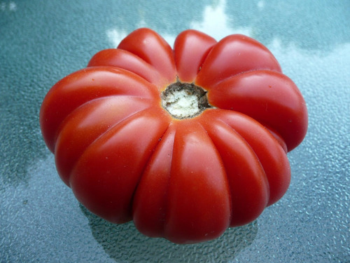Imagem 7 de 7 de 20 Sementes De Tomate Italiano Costuloto Genovese Raro!!!