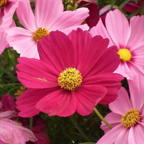 25 Semillas Cosmos Sensación Mix - Calidad Premium