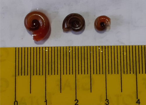 Imagen 2 de 3 de Caracol Planorbis 10 + 1 De Regalo
