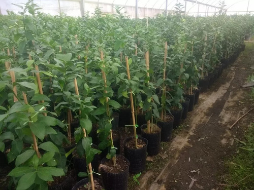 Imagen 5 de 6 de Limonero 4 Estaciones E10lts Arboles Frutales