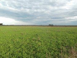 Campo De 252 Has En Durazno. Costas Sobre Arroyo. Apto Para Ganadería, Arroz Y Forestación!