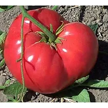 Comprar Gregoris Altai Semillas De Tomate Paquete De 20 Semillas