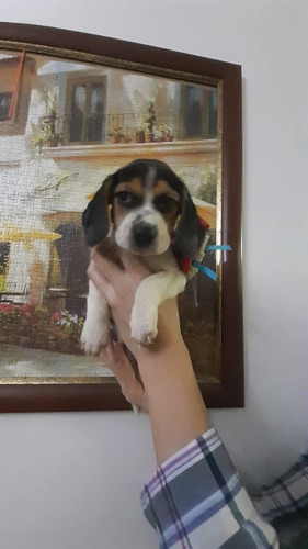 Hermosa Beagle Hembra