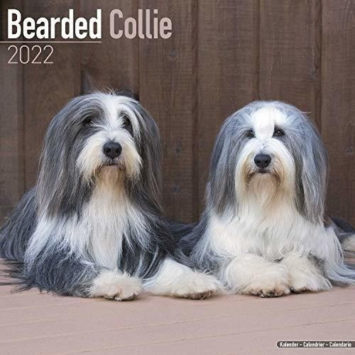 Bearded Collie Calendar - Dog Breed Calendars - 2021, De Megacalendars. Editorial Dream Publishing En Inglés