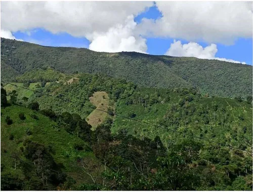 Vendo Finca De 18 Cuadras Para Ganado Y Cerdos A 15 Minutos D Fredonia