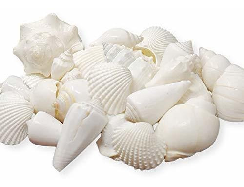 Mezcla De Conchas Marinas Blancas. El Juego Incluye Conchas 