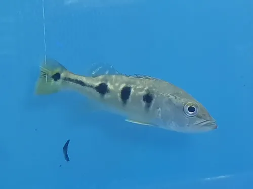 Pez Tucunaré Cichla Orinocensis Acuario Monster Tank Ciclido