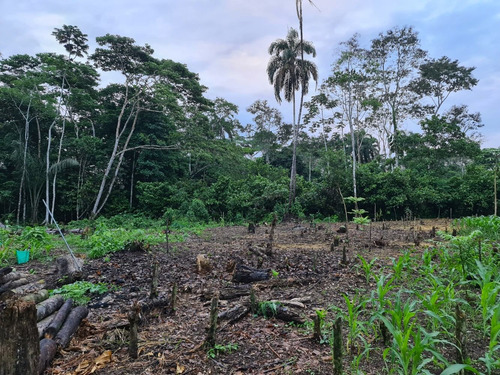 Imagen 9 de 14 de Linda Finca 32 Hectáreas Jambelí - Lago Agrio - Oriente