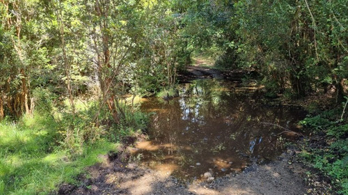 17 Ha Terreno, Sector Cañitas-los Muermos