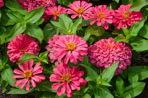 Semente De Zinnia Dobrada Califórnia Rosa