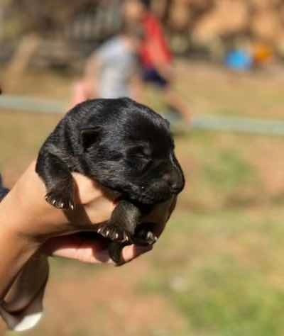 Imagem 1 de 1 de Filhote Pastor Alemão