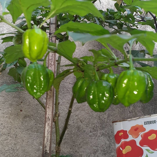 10 Sementes De Pimentas Bhut Jolokia Cross