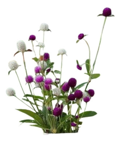Imagem 1 de 3 de Sementes Da Flor Amaranthus Globular