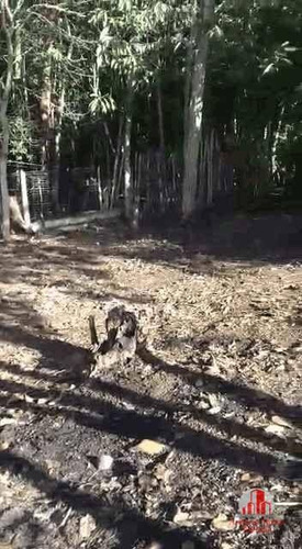 Imagem 9 de 21 de Chácara No Pinheirinho Em Taubaté ! - Ch0108