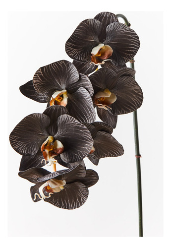 250 Semillas De Orquídea Negra, Nueva Variedad + Abono