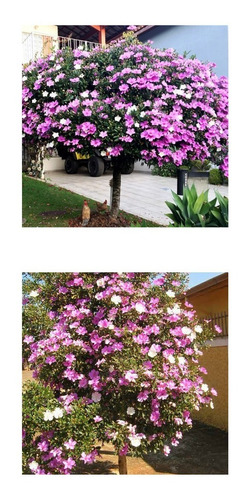 Imagem 1 de 10 de 20 Sementes De Manacá Da Serra Anão Tibouchina Mutabilis