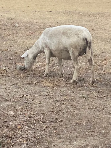 Ovejas White Dorper (Usado)