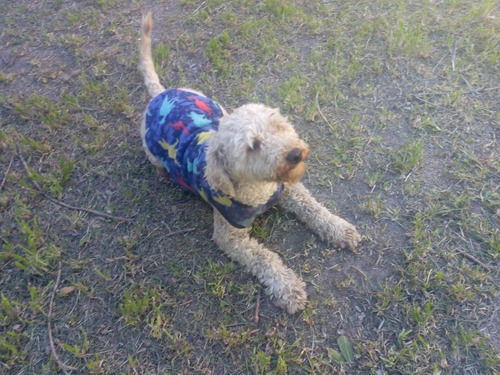Servicio Caniche Toy Macho