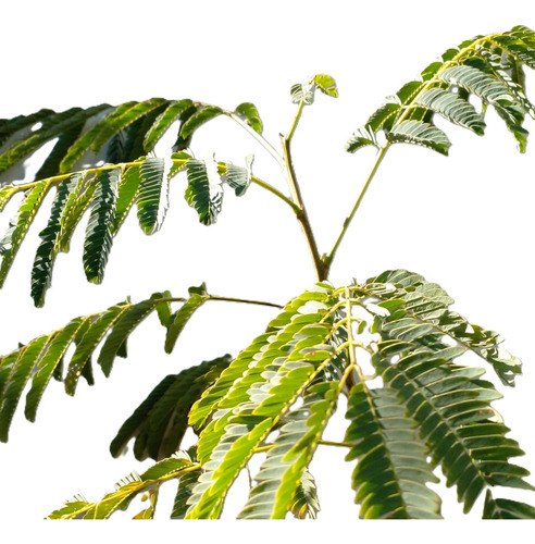 Timbo Arbol