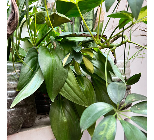 Planta Interior Exterior A Eleccion