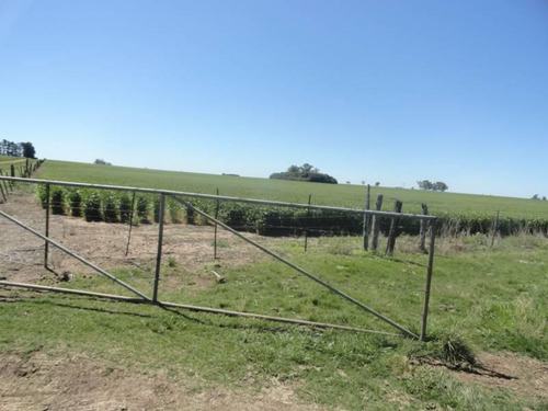 Imagen 2 de 20 de Zona Rural - Coronel Bogado - Prov. De Santa Fe - 115 Ha Ganaderas