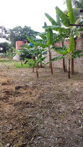Imagen 4 de 9 de Asein420 Vende Excelente Terreno En Yagua Sector El Cabrito