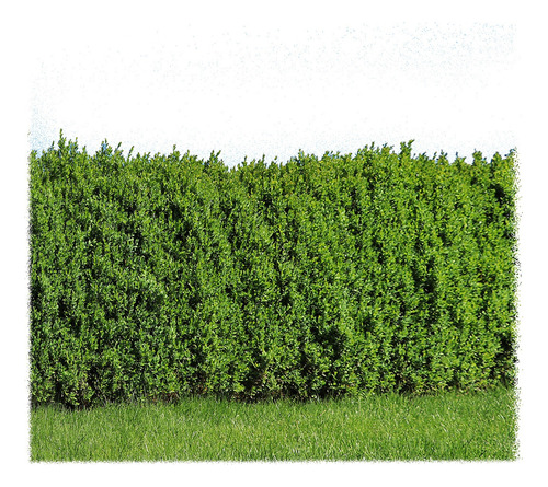 Buxus , 20 Unidades Para Cerco