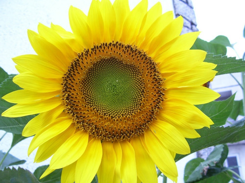 Semillas Para Sembrar Plantas De Girasol Gigante 1 K