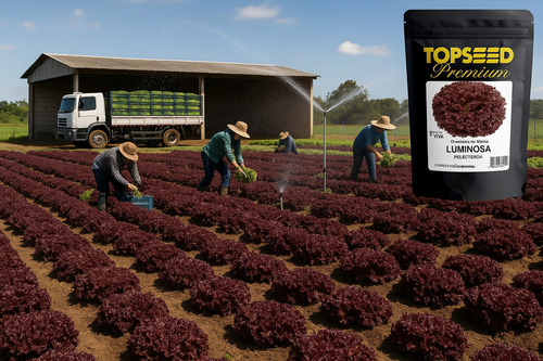 Sementes De Alface Crespa Roxa Luminosa Topseed Premium 10mx