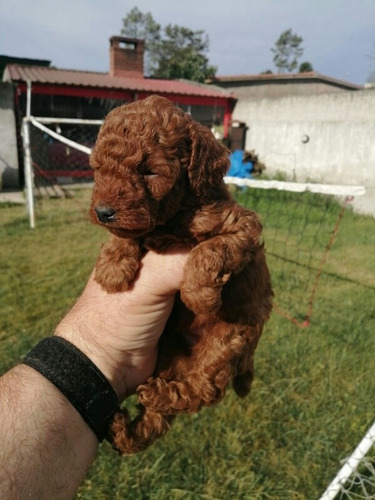 Imagen 4 de 8 de Caniche Pelirrojo, Aceptamos Tarjeta!nacen En Marzo