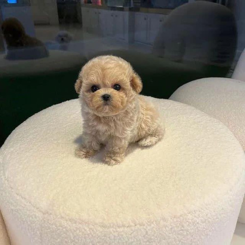 Carita De Oso Maltipoo