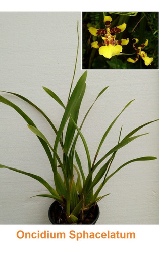 Orquidea Oncidium Sphacelatum | MercadoLibre