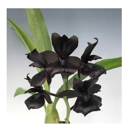 Orquidea Negra Catassetum Monnierara Millenium Magic | Parcelamento sem  juros