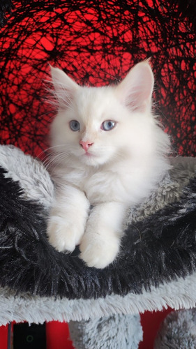 Gatitos Ragdoll Manto Red Point 5 Generación Con Nosotros