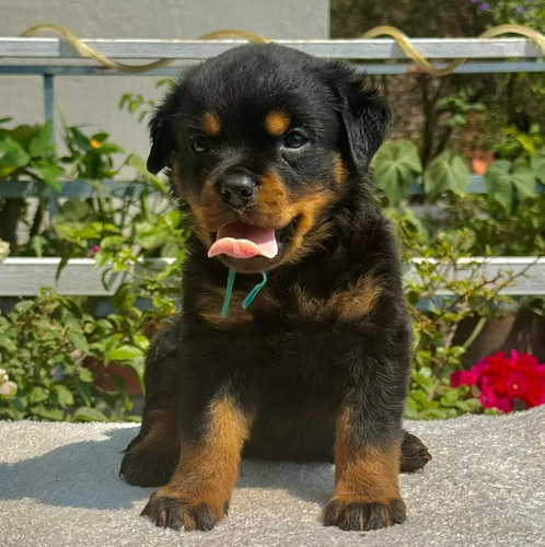 Rottweiler Línea Aleman 